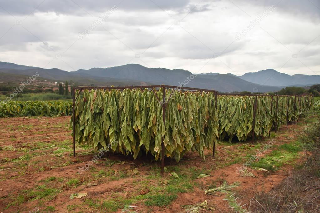 Tobacco leaves during drying at the plantation.