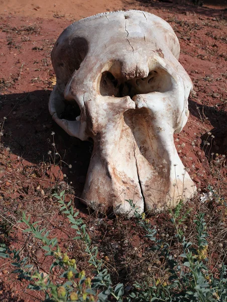 Cráneo de elefante africano en la tierra en los campos de caza —  Fotos de Stock
