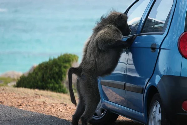 Małpa zagląda przez szkło zamkniêty samochód — Zdjęcie stockowe