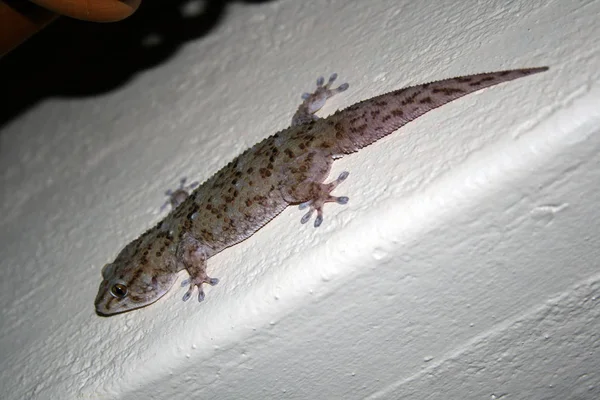 Reptilien-Eidechse Gecko jagt Insekten. Südafrika, — Stockfoto