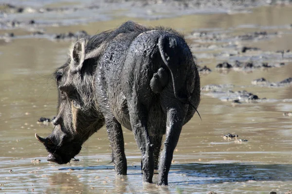 Jonge mannelijke Afrikaanse warthog in de modder. — Stockfoto