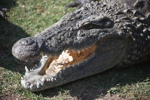 Crocodilo do Nilo com boca aberta na costa — Fotografia de Stock