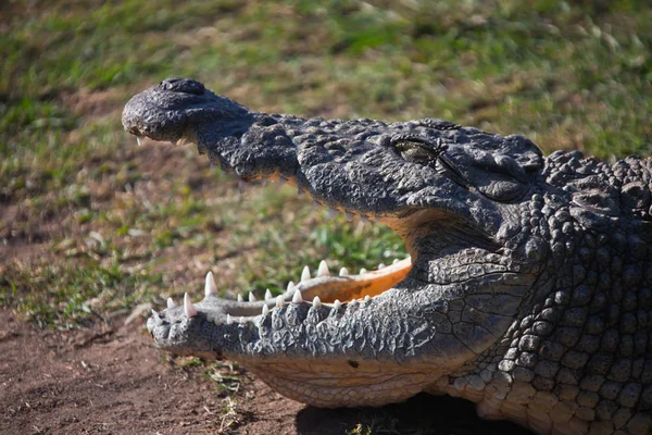 Crocodilo do Nilo com boca aberta e olhos fechados. África do Sul — Fotografia de Stock