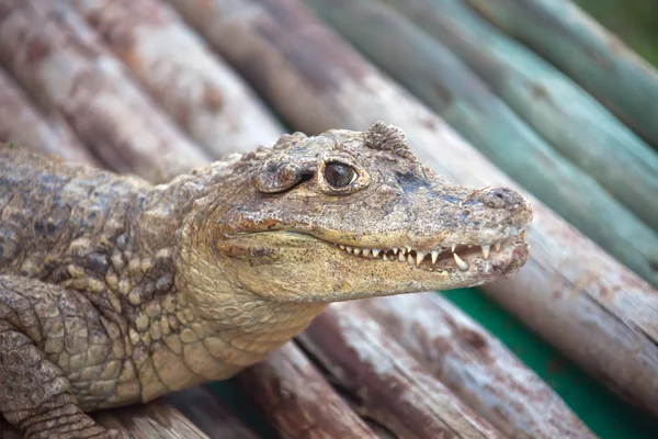 O crocodilo bebé está a olhar para a câmara. África — Fotografia de Stock