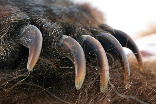 Garras en la pata del oso ruso —  Fotos de Stock