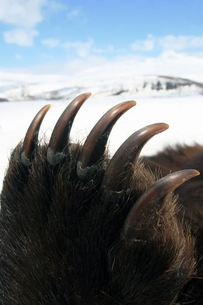 Zampa anteriore di un orso con lunghi artigli affilati, Siberia — Foto Stock