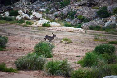 Afrika antilop Waterbuck kuru nehir yatağı çalışır.