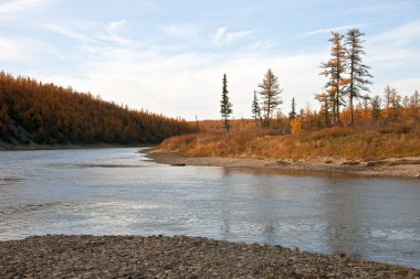 Sonbahar manzara nehir Tayga Sibirya üzerinde