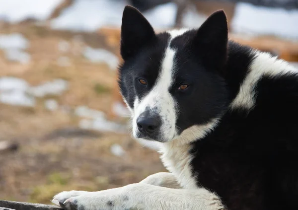 Perro de caza, el Laika de Siberia Oriental está en la nieve — Foto de Stock