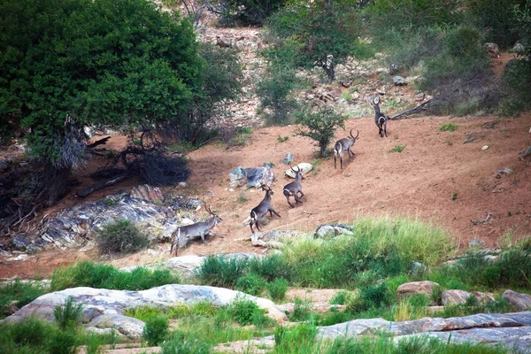 Herd of African antelopes Waterbuck moves along the river Bank