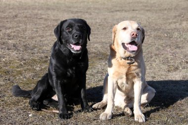 Çimenlerin üzerine oturmuş Labrador, iki köpek doğurmak