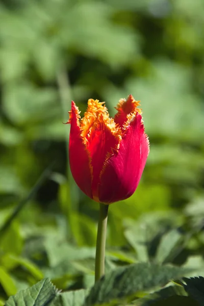 Dekoracyjne w pełni rozkwitnąć czerwony tulipan Terry — Zdjęcie stockowe