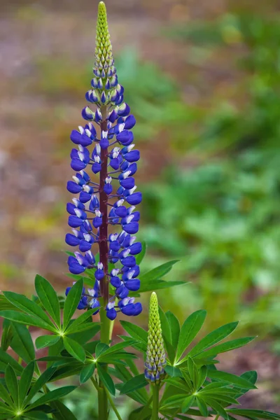 Sammansatta blommande Lila blomma av vilda Lupin i trädgården — Stockfoto