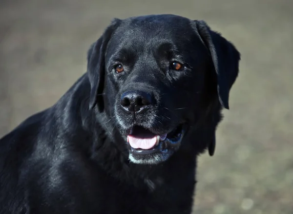 Ράτσα σκύλου Λαμπραντόρ με ένα μαύρο παλτό χρώμα — Φωτογραφία Αρχείου