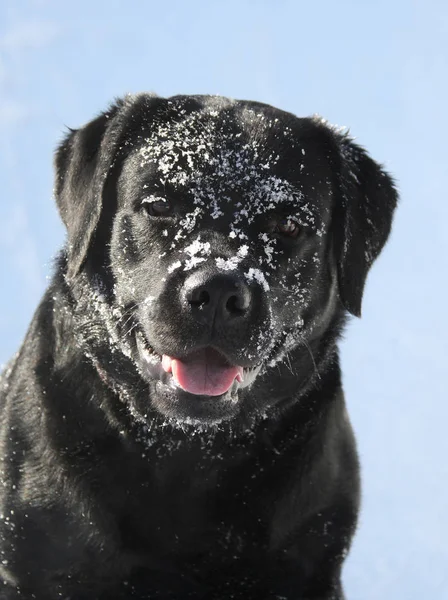 Black Dog razza Labrador guardando la fotocamera in inverno — Foto Stock