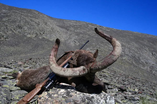 Trofeo de caza de Tur caucásico y un rifle de caza con óptica — Foto de Stock