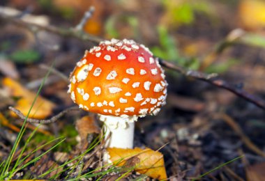 Amanita sonbaharda ormanda mantar..