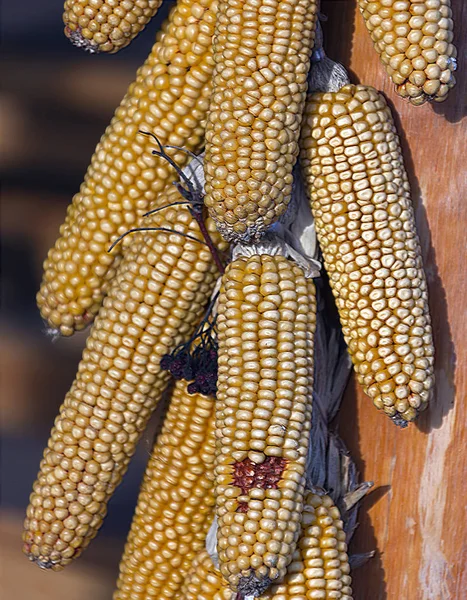 Ears of corn in a bunch on a dryer.