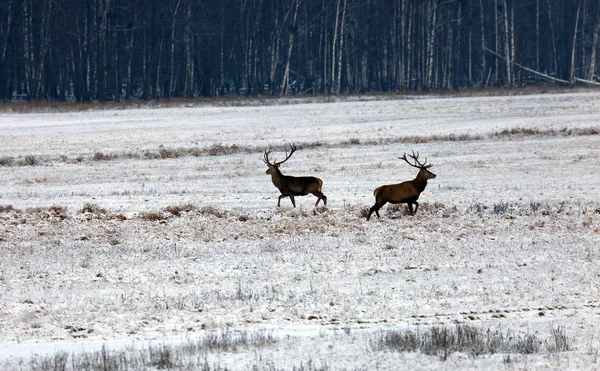 Deux cerfs sur un champ enneigé blanc . — Photo