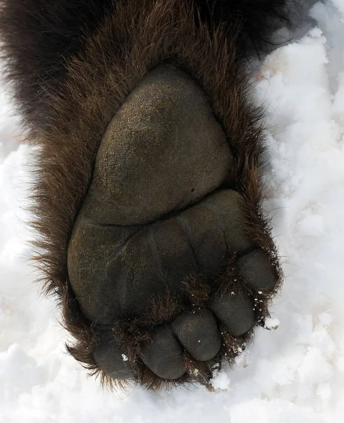 Kahverengi ayının sol arka pençesi. — Stok fotoğraf