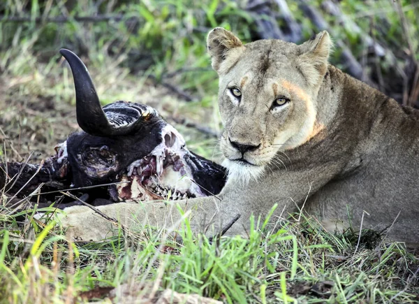 Lioness and skull of a killed buffalo