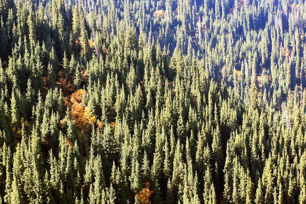 Bosque de abeto de montaña en un día de otoño —  Fotos de Stock