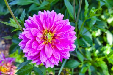 Parlak bir çift Dahlia çiçeği. Yakın plan.