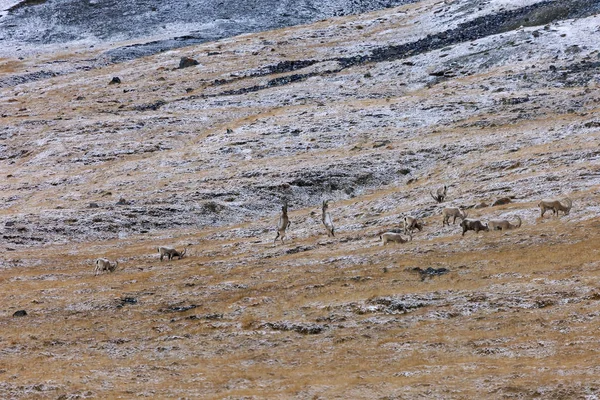 Ibex Mountainside Fog Snowfall Mid Asian Ibex Mountain Goats Feeding — Stock Photo, Image