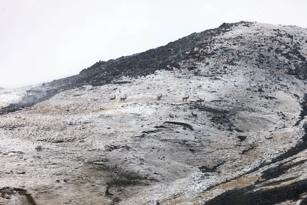 Ibex Úbočí Hory Mlze Sněžení Středoasijské Horské Kozy Při Každodenní — Stock fotografie