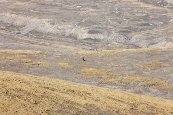 Samotny Jeździec Koniu Górskim Stepie Człowiek Koniu Tle Jesiennych Dzikich — Zdjęcie stockowe