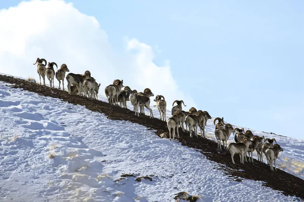 雪の山の中腹にマルコポーロ羊のグループ 危険から隠れて岩の斜面に若い男性のArgaliマルコ ポーロの群れ — ストック写真