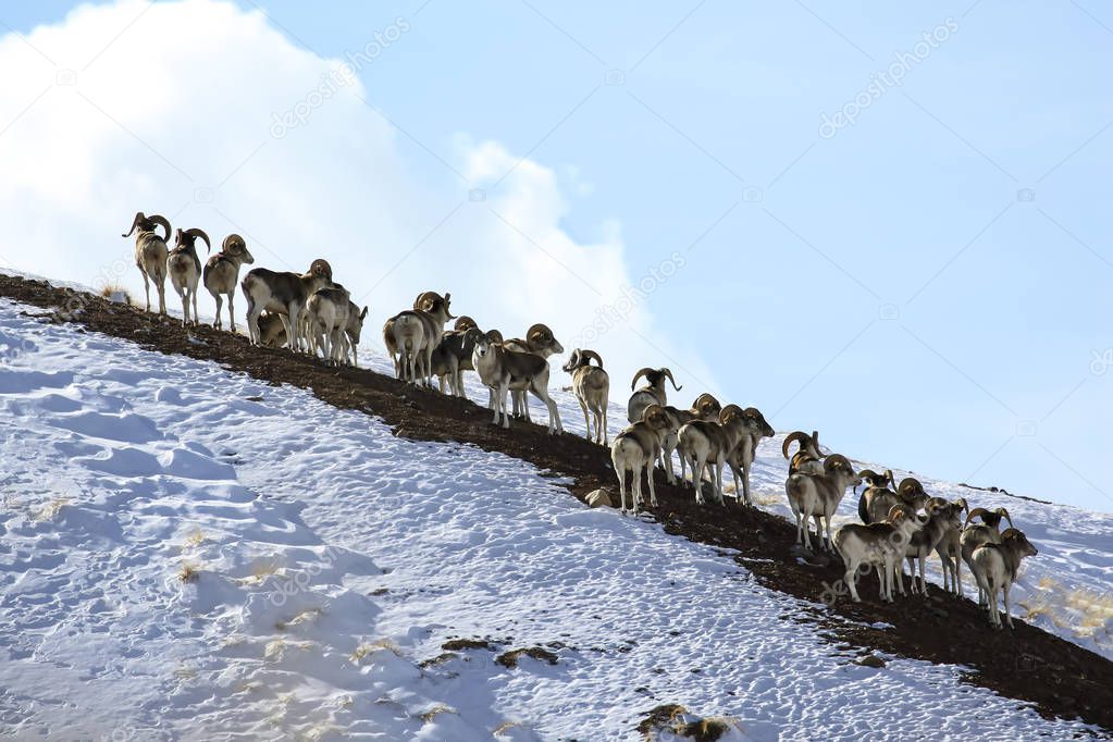 Group of Marco Polo Sheep on a snowy mountainside. A herd of young male argali Marco Polo on a rocky slope hiding from danger. 