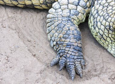Sağ krokodilin ön pençesi yakın plan. Kum üzerinde büyük bir Nil timsahının uzvu. Su sürüngenleri karada.