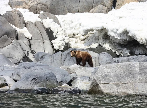 Ours Brun Printemps Sur Côte Mer Okhotsk Jeune Ours Sur — Photo