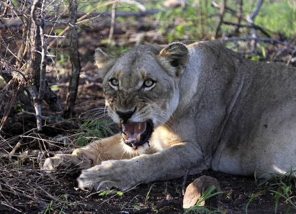 Lioness Snarls Shows Her Teeth Camera Female Lion Responds Aggressively — Stock Photo, Image