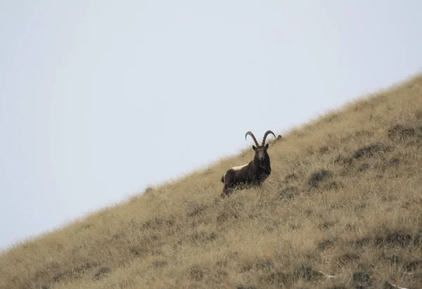 Ibex Stands Grassy Mountain Slope Looks Camera Young Male Central — Stock Photo, Image