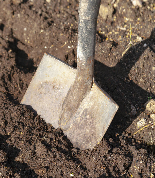 Shovel is stuck in the ground in the garden bed. A bayonet spade stands in the garden land. Digging up the soil on the suburban area. Land works with a trench tool. 