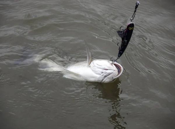 Large Fish Caught Wobbler Artificial Bait Predatory Fish Water Time — Stock Photo, Image