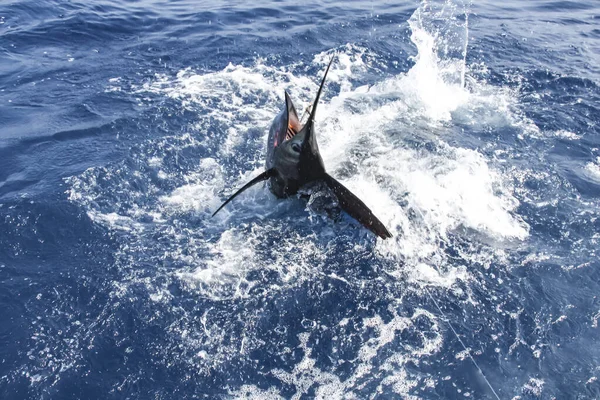 Pez Vela Aerosol Agua Trata Liberarse Del Gancho Pesca Mar — Foto de Stock