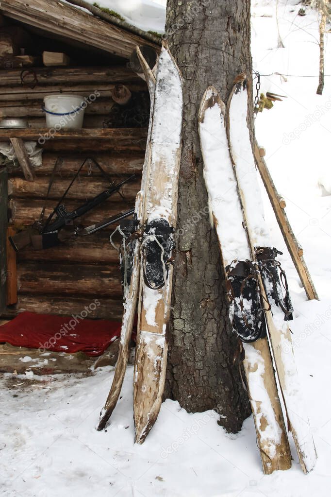 Siberian hunting skis and weapons at the wall of the winter quarters in the taiga. Three pairs of skis lined with the skin from the feet of wild ungulates (Camus), stand at the log wall of a house in the winter forest.