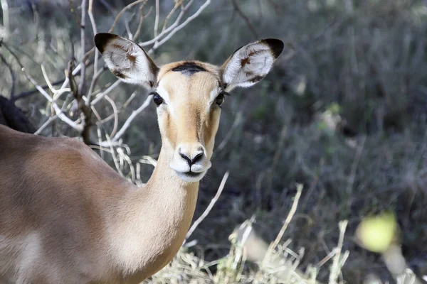 Antílope Africano Impala Mira Cámara Retrato Una Joven Mujer Impala — Foto de Stock