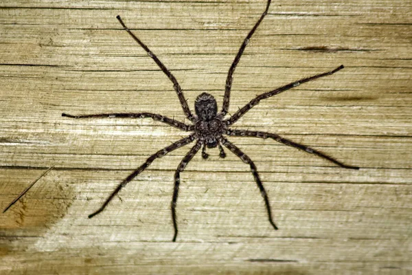 Shaggy Μεγάλη Αράχνη Στο Φόντο Ενός Ξύλινου Τοίχου Μίμηση Μια — Φωτογραφία Αρχείου
