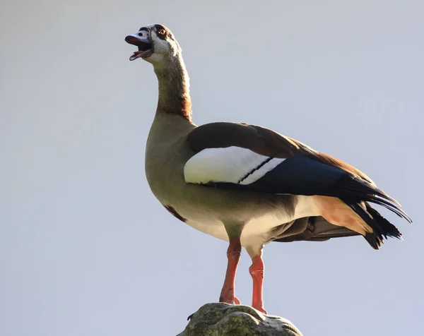 A wild goose sits on a light background. The Egyptian goose screams with its beak open. Bottom view, a bird in breeding plumage,