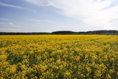 Sarı tarlalarda otlar, orman ve mavi gökyüzü ekiliyor. Yağ tohumu tecavüz mahsulleri üzerine kırsal yaz manzarası. 
