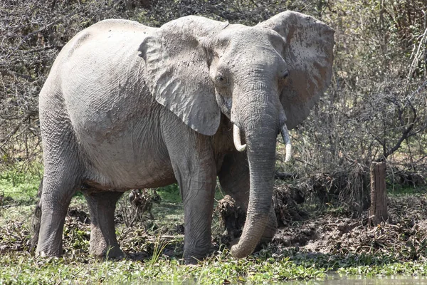 African elephant after taking mud baths. Female elephant with fangs splattered with mud. Elephant on the shore of the reservoir.