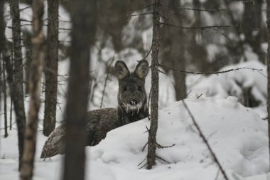 Tayga 'da kar fırtınasında nadir bulunan Sibirya misk geyiği. Sibirya ormanında bir kar fırtınasında, sivri dişleri olan küçük bir geyik..