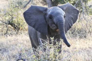  Little surprised the baby elephant with open ears,  Africa, Botswana;  clipart