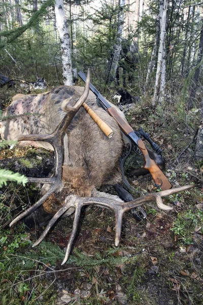 狩猎奖杯西伯利亚鹿带枪和调用 俄罗斯伊尔库茨克地区 — 图库照片