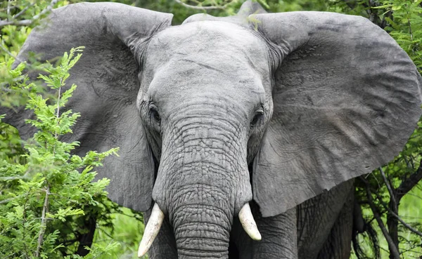 Elefante Con Orejas Abiertas Cámara Joven Elefante Africano Mueve Arbustos — Foto de Stock