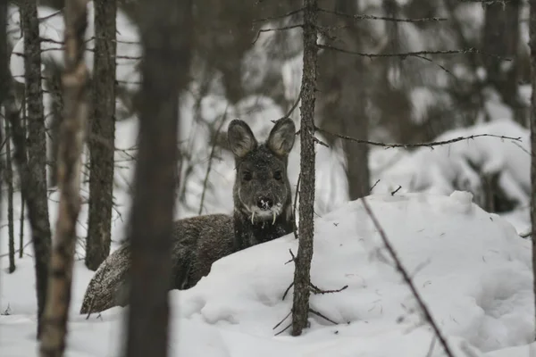 Rare Cerf Musqué Sibérie Dans Une Tempête Neige Dans Taïga — Photo